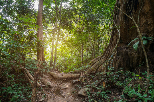 Fototapeta Jungle path in tropical rainforest background.