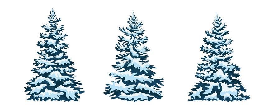 set: Christmas trees, isolated. snow-capped Christmas tree.