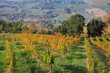 Fototapeta na wymiar Bertinoro, FC, Emilia Romagna, Italy: autumn landscape of the countryside with vineyards