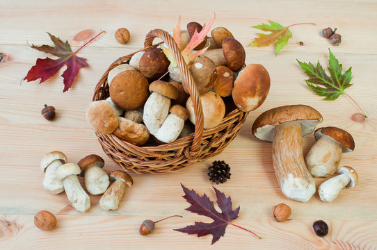 Basket of white mushrooms (Boletus edulis) on a wooden table. Autumn still life