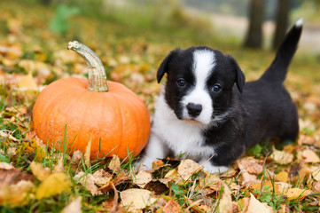 Naklejka na ściany i meble corgi puppy dog with a pumpkin on an autumn background