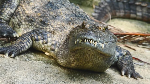 Crocodile opening mouth showing jaws full of teeth