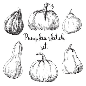 Hand drawn pumpkin set isolated on white background. Vector illustration of a sketch style.