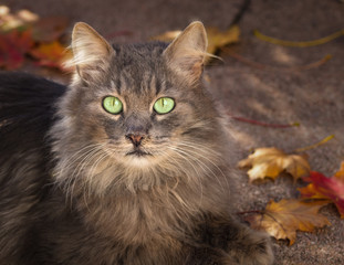 Naklejka na ściany i meble Grey longhaired cat with autumn leaves