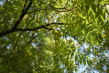 Fototapeta premium Juglans nigra