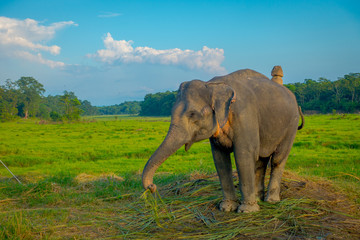 Beautiful sad elephant chained in a wooden pillar at outdoors, in Chitwan National Park, Nepal, sad paquiderm in a nature background, animal cruelty concept