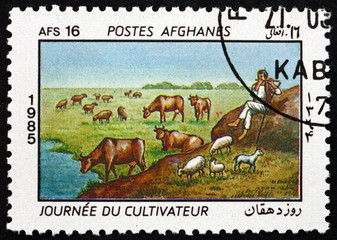 Postage stamp Afghanistan 1985 herd of cattle