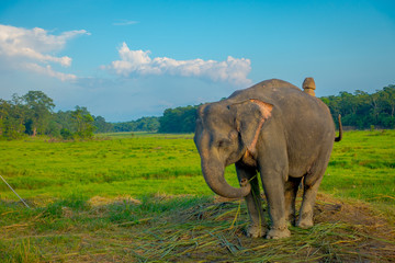 Fototapeta na wymiar Beautiful sad elephant chained in a wooden pillar at outdoors, in Chitwan National Park, Nepal, sad paquiderm in a nature background, animal cruelty concept