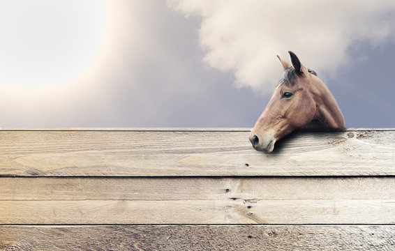 Pferd hinter einem Bretterverschlag