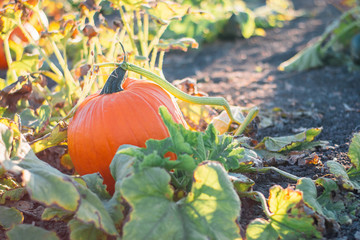 Pumkins on the vine in a garden pumpkin patch in evening golden hour light 