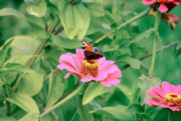 butterfly on flower close up 1