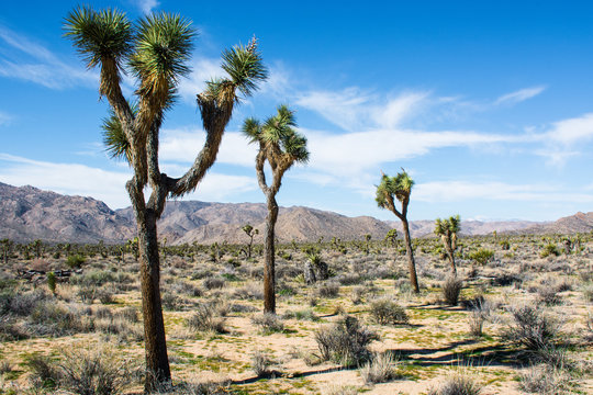 Joshua trees in desert landscape with blue sky and mountains