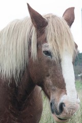 Obraz premium Cheval