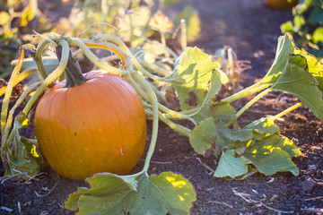Pumkins on the vine in a garden pumpkin patch in evening golden hour light 