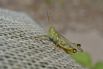 Grasshopper