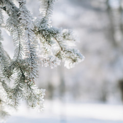 A coniferous frozen wood in winter.