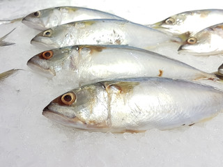 A lot of fresh mackerel on the ice