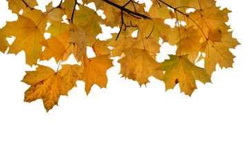 Yellow maple leaves in the fall on a white background