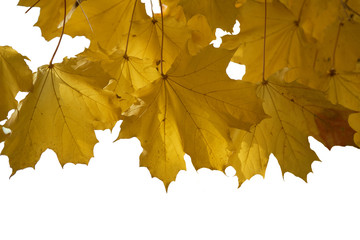 Yellow maple leaves in the fall on a white background