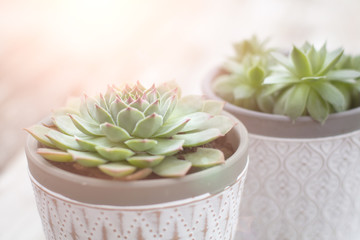 Succulents Plant White Pot Rustic Home Scandinavian Decoration Selective Focus