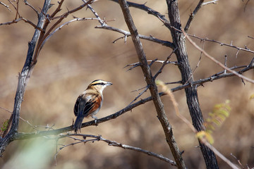 Black-crowned tchagra