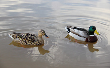 Female and male mallards on the water's surface 