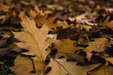 Autumn colorful leaves. Slovakia