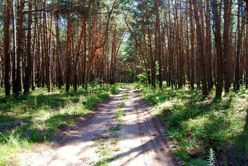 Forest Road © st_fox