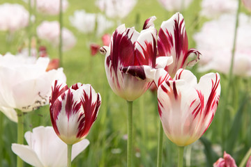 tulipani rossi e bianchi - 178388648