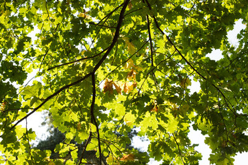 Branches With Green Oak Leaves In Sunny Park Bottom View.