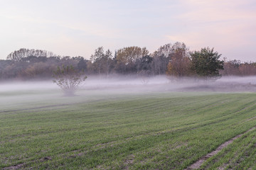 Mgła 2