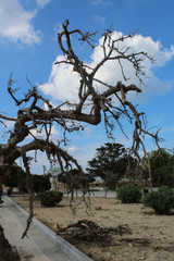 spooky dead tree branches during the day, valetta , malta