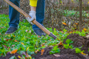 A farmer in a blue jeans, yellow cardigan and working gloves digging up a garden bed while standing on a green grass with a lot of autumn foliage scattered around.
