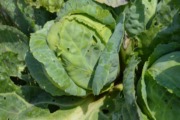 Cabbage in the garden