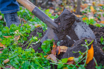 A close-up shot of a covered in a dirt shovel while digging up a garden bed in autumn with some orange fallen leaves scattered around.