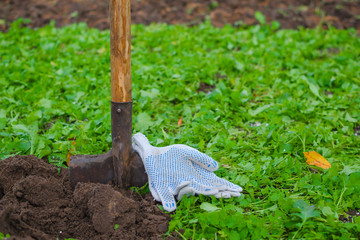 A shovel and a farmer's working gloves with a green grass in front and a dug up soil behind....