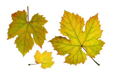 Close up of vine leaves in autumn, isolated on white background