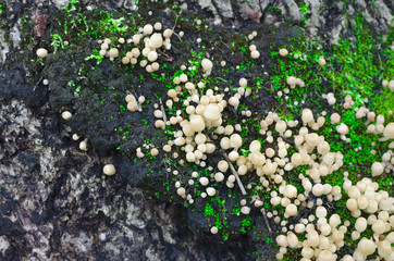A lot of Coprinellus (Coprinus) disseminatus, aka fairy inkcap & trooping crumble cap on an old...