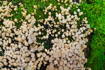 A lot of Coprinellus (Coprinus) disseminatus, aka fairy inkcap & trooping crumble cap on an old...