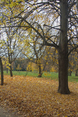 Sunny autumn background with trees with yellow leaves