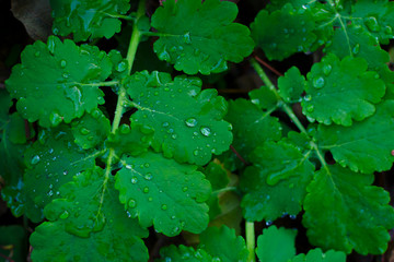 Cold green juicy chelidonium (celandine) leaves with some drops of dew or even rain macro close-up shot.