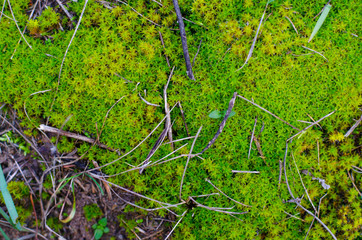 Colorful lime green moss with some tiny sticks and a bit of grass, macro close-up photo.