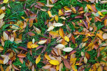 Autumn. Orange and yellow cherry tree leaves laying on the still green grass.