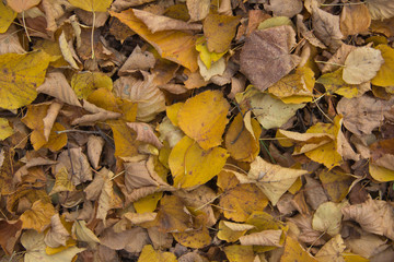 yellow fallen leaves on the ground. texture