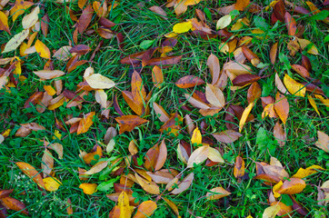 Orange and yellow cherry tree leaves on the autumn green grass.