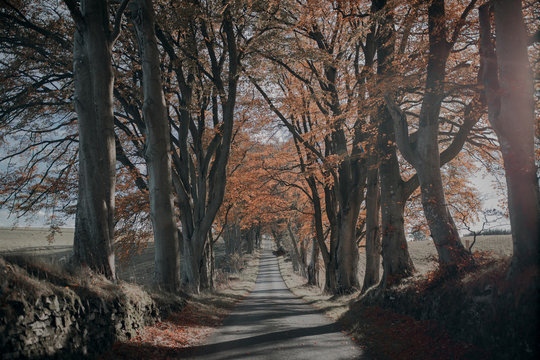 Autumnal Road