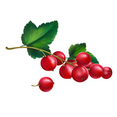 Red currant on white background