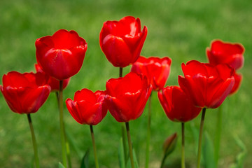 Fototapeta na wymiar Red tulip flowers blooming
