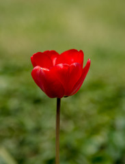 Obraz premium red tulip close op