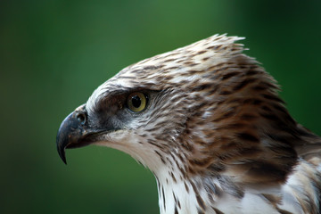 Head of eagle Indonesia